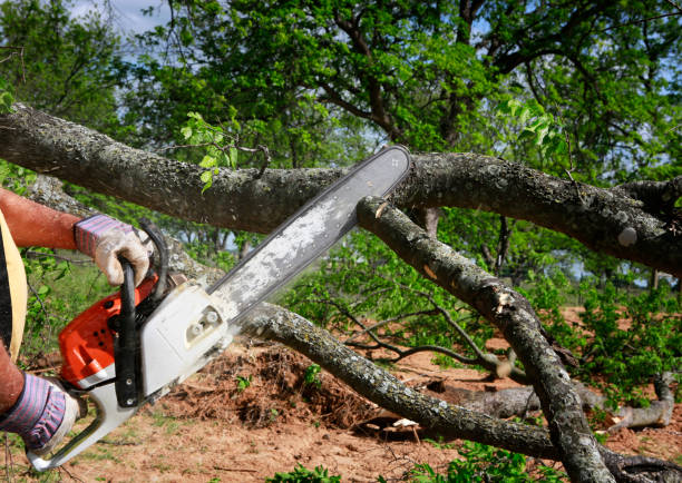 Best Tree Removal  in Hightstown, NJ